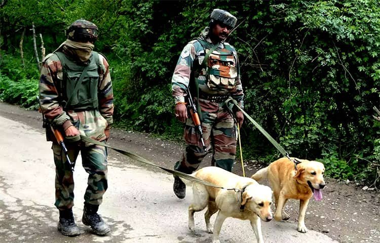 Indian Army is training dogs